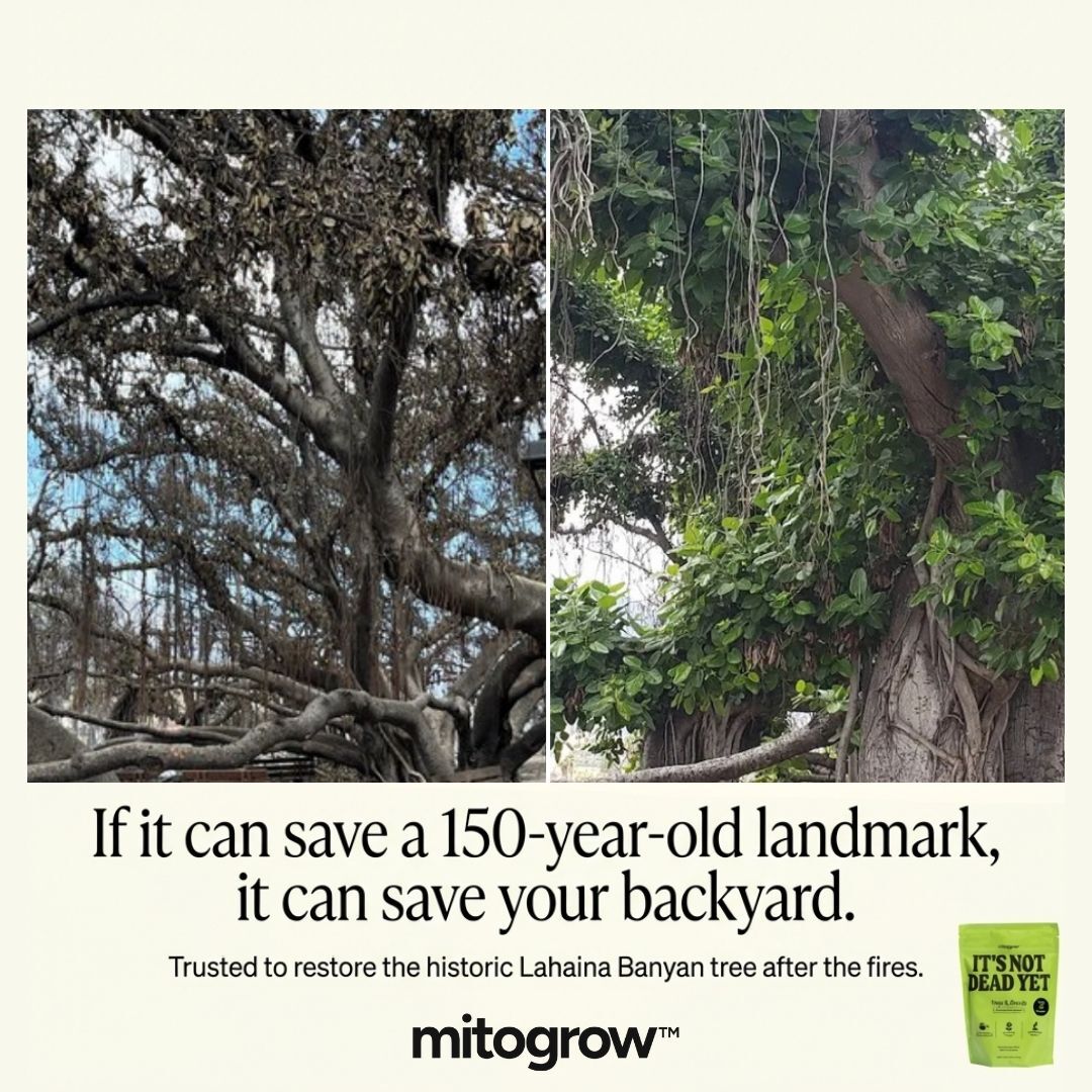 Mitogrow Pletor ad creative